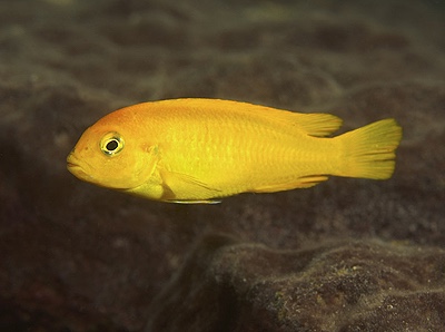 Pseudotropheus interruptus 'Thumbi West Island'